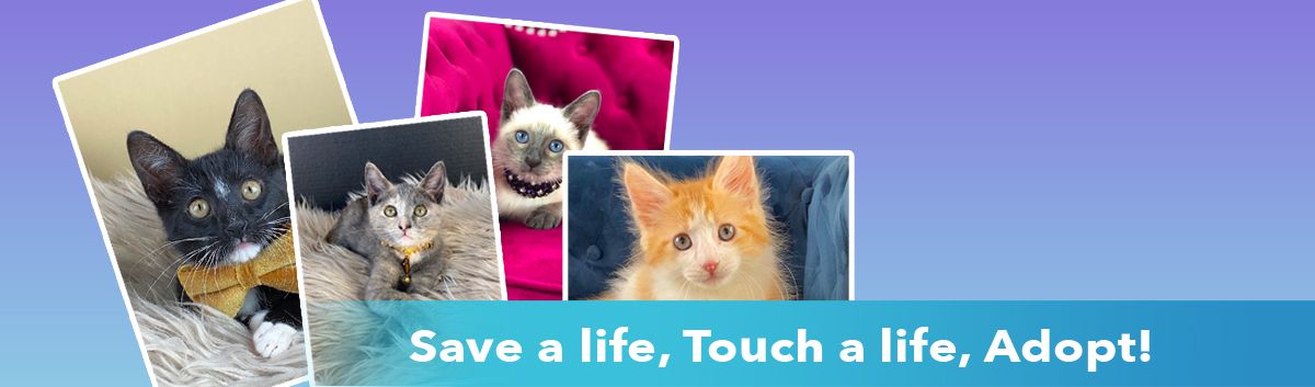 Save a life, Touch a life, Adopt!