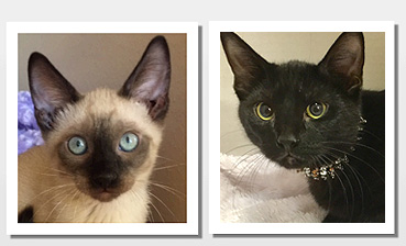 Cat Adoption, Kittens for Sale, Pet Adoption in Houston, TX | Mission