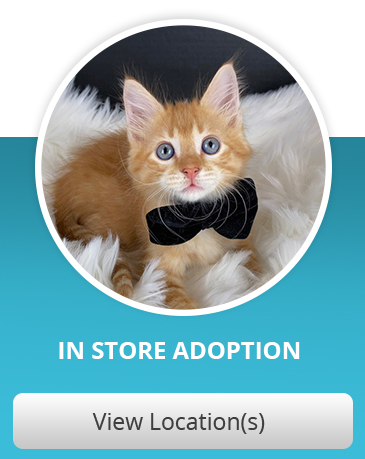 Cats for Adoption — MO4PAWS