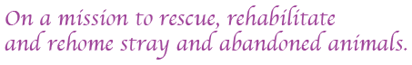 On a mission to rescue, rehabilitate and rehome stray and abandoned animals.