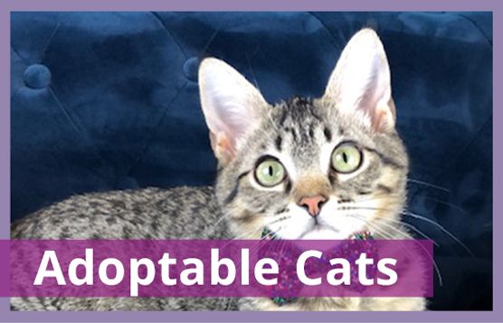 Cats for Adoption — MO4PAWS